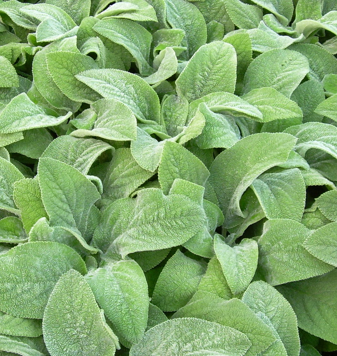 Helen Von Stein Lamb's Ear Natorp's Online Plant Store